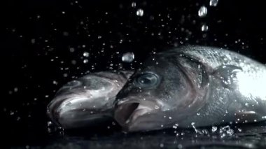 Su damlacıkları deniz kabuğu balıklarının üzerine düşer. 1000 fps 'de yüksek hızlı bir kamerayla çekildi. Yüksek kaliteli FullHD görüntüler