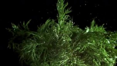 Bir tutam suyla taze dereotu. 1000 fps 'de yüksek hızlı bir kamerayla çekildi. Yüksek kaliteli FullHD görüntüler