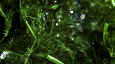 Taze dereotu yukarı uçar ve aşağı düşer. 1000 fps 'de yüksek hızlı bir kamerayla çekildi. Yüksek kaliteli FullHD görüntüler