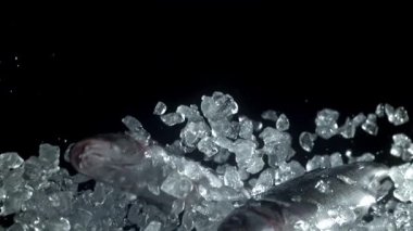 Deniz levreği yukarı uçar ve düşer. 1000 fps 'de yüksek hızlı bir kamerayla çekildi. Yüksek kaliteli FullHD görüntüler