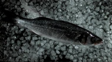 Levrek balığı buzla suya düşer. 1000 fps 'de yüksek hızlı bir kamerayla çekildi. Yüksek kaliteli FullHD görüntüler