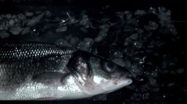 Levrek balığı buzla suya düşer. 1000 fps 'de yüksek hızlı bir kamerayla çekildi. Yüksek kaliteli FullHD görüntüler