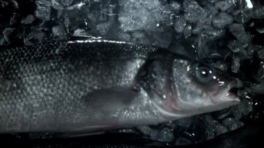 Levrek balığı buzla suya düşer. 1000 fps 'de yüksek hızlı bir kamerayla çekildi. Yüksek kaliteli FullHD görüntüler