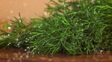 Su damlacıkları dereotuna düşer. 1000 fps 'de yüksek hızlı bir kamerayla çekildi. Yüksek kaliteli FullHD görüntüler