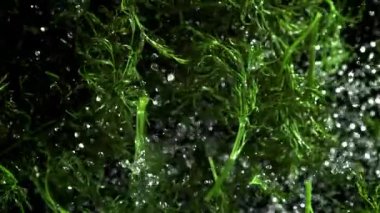 Taze dereotu yukarı uçar ve aşağı düşer. 1000 fps 'de yüksek hızlı bir kamerayla çekildi. Yüksek kaliteli FullHD görüntüler