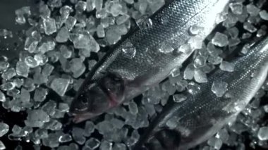 Deniz levreği yukarı uçar ve düşer. 1000 fps 'de yüksek hızlı bir kamerayla çekildi. Yüksek kaliteli FullHD görüntüler