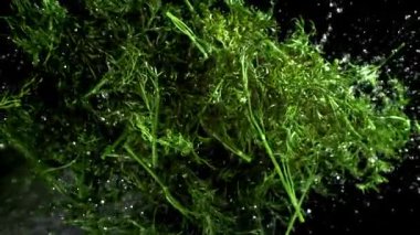 Taze dereotu yukarı uçar ve aşağı düşer. 1000 fps 'de yüksek hızlı bir kamerayla çekildi. Yüksek kaliteli FullHD görüntüler