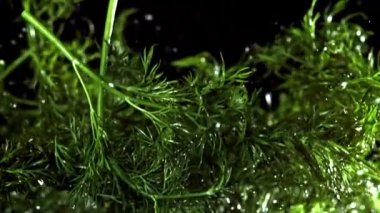 Taze dereotu yukarı uçar ve aşağı düşer. 1000 fps 'de yüksek hızlı bir kamerayla çekildi. Yüksek kaliteli FullHD görüntüler