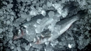 Buz levrek balığının üzerine düşer. 1000 fps 'de yüksek hızlı bir kamerayla çekildi. Yüksek kaliteli FullHD görüntüler