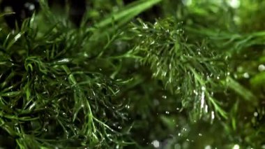 Taze dereotu yukarı uçar ve aşağı düşer. 1000 fps 'de yüksek hızlı bir kamerayla çekildi. Yüksek kaliteli FullHD görüntüler