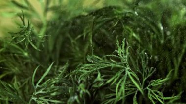 Su serpintisi dereotuna düşer. 1000 fps 'de yüksek hızlı bir kamerayla çekildi. Yüksek kaliteli FullHD görüntüler