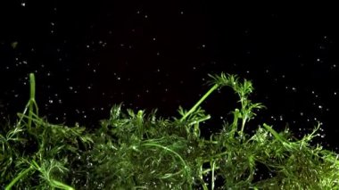 Taze dereotu yukarı uçar ve aşağı düşer. 1000 fps 'de yüksek hızlı bir kamerayla çekildi. Yüksek kaliteli FullHD görüntüler