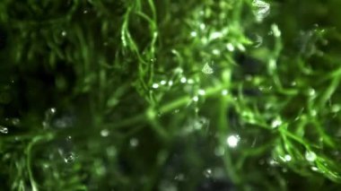 Taze dereotu yukarı uçar ve aşağı düşer. 1000 fps 'de yüksek hızlı bir kamerayla çekildi. Yüksek kaliteli FullHD görüntüler