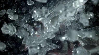 Buz levrek balığının üzerine düşer. 1000 fps 'de yüksek hızlı bir kamerayla çekildi. Yüksek kaliteli FullHD görüntüler