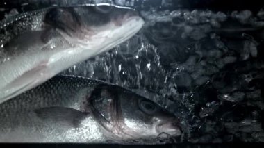 Levrek balığı buzla suya düşer. 1000 fps 'de yüksek hızlı bir kamerayla çekildi. Yüksek kaliteli FullHD görüntüler