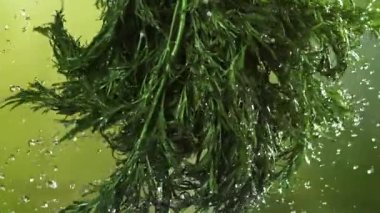 Bir tutam suyla taze dereotu. 1000 fps 'de yüksek hızlı bir kamerayla çekildi. Yüksek kaliteli FullHD görüntüler