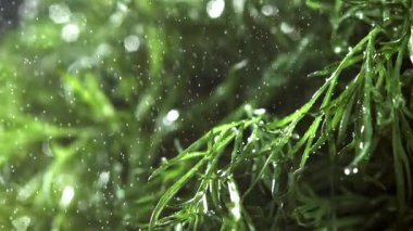 Su serpintisi dereotuna düşer. 1000 fps 'de yüksek hızlı bir kamerayla çekildi. Yüksek kaliteli FullHD görüntüler