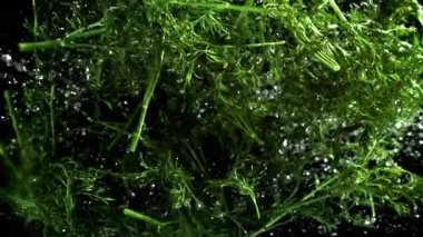 Taze dereotu yukarı uçar ve aşağı düşer. 1000 fps 'de yüksek hızlı bir kamerayla çekildi. Yüksek kaliteli FullHD görüntüler