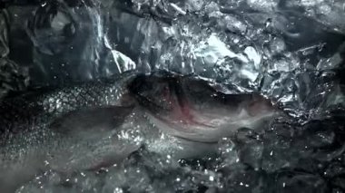 Levrek balığı buzla suya düşer. 1000 fps 'de yüksek hızlı bir kamerayla çekildi. Yüksek kaliteli FullHD görüntüler