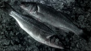 Levrek balığı buzla suya düşer. 1000 fps 'de yüksek hızlı bir kamerayla çekildi. Yüksek kaliteli FullHD görüntüler