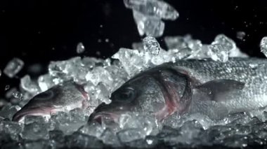 Buz levrek balığının üzerine düşer. 1000 fps 'de yüksek hızlı bir kamerayla çekildi. Yüksek kaliteli FullHD görüntüler