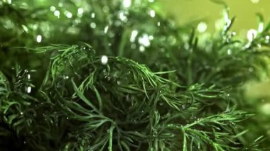 Su damlacıkları dereotuna düşer. 1000 fps 'de yüksek hızlı bir kamerayla çekildi. Yüksek kaliteli FullHD görüntüler