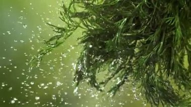 Bir tutam suyla taze dereotu. 1000 fps 'de yüksek hızlı bir kamerayla çekildi. Yüksek kaliteli FullHD görüntüler