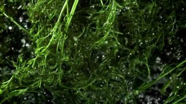 Taze dereotu yukarı uçar ve aşağı düşer. 1000 fps 'de yüksek hızlı bir kamerayla çekildi. Yüksek kaliteli FullHD görüntüler