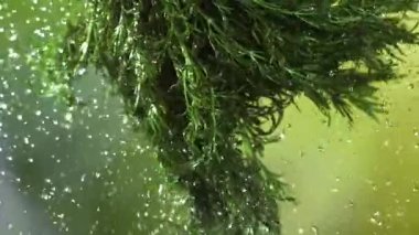 Bir tutam suyla taze dereotu. 1000 fps 'de yüksek hızlı bir kamerayla çekildi. Yüksek kaliteli FullHD görüntüler