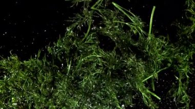 Taze dereotu yukarı uçar ve aşağı düşer. 1000 fps 'de yüksek hızlı bir kamerayla çekildi. Yüksek kaliteli FullHD görüntüler