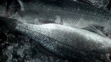 Levrek balığı buzla suya düşer. 1000 fps 'de yüksek hızlı bir kamerayla çekildi. Yüksek kaliteli FullHD görüntüler