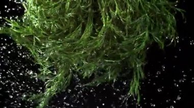 Bir tutam suyla taze dereotu. 1000 fps 'de yüksek hızlı bir kamerayla çekildi. Yüksek kaliteli FullHD görüntüler