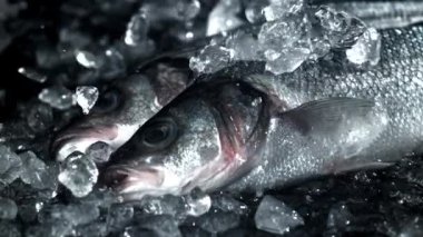Buz levrek balığının üzerine düşer. 1000 fps 'de yüksek hızlı bir kamerayla çekildi. Yüksek kaliteli FullHD görüntüler