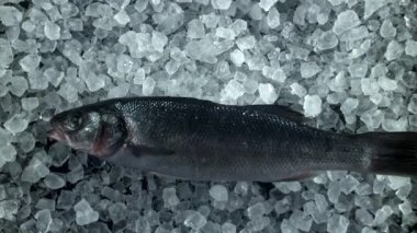 Levrek balığı buza düşer. 1000 fps 'de yüksek hızlı bir kamerayla çekildi. Yüksek kaliteli FullHD görüntüler