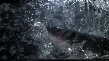 Levrek balığı buzla suya düşer. 1000 fps 'de yüksek hızlı bir kamerayla çekildi. Yüksek kaliteli FullHD görüntüler