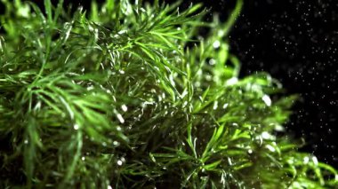 Su serpintisi dereotuna düşer. 1000 fps 'de yüksek hızlı bir kamerayla çekildi. Yüksek kaliteli FullHD görüntüler