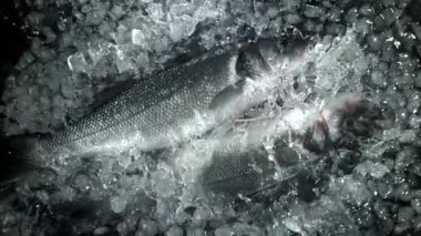 Levrek balığı buzla suya düşer. 1000 fps 'de yüksek hızlı bir kamerayla çekildi. Yüksek kaliteli FullHD görüntüler