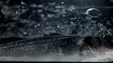 Levrek balığı buzla suya düşer. 1000 fps 'de yüksek hızlı bir kamerayla çekildi. Yüksek kaliteli FullHD görüntüler