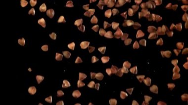 Karabuğday düşer. 1000 fps 'de yüksek hızlı bir kamerayla çekildi. Yüksek kaliteli FullHD görüntüler