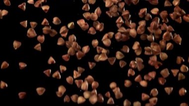 Karabuğday düşer. 1000 fps 'de yüksek hızlı bir kamerayla çekildi. Yüksek kaliteli FullHD görüntüler