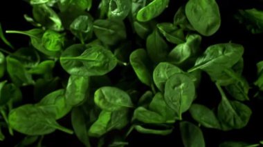 Ispanak yaprakları yukarı uçar ve düşer. 1000 fps 'de yüksek hızlı bir kamerayla çekildi. Yüksek kaliteli FullHD görüntüler