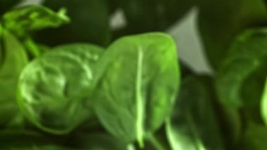 Ispanak yaprakları yukarı uçar ve düşer. 1000 fps 'de yüksek hızlı bir kamerayla çekildi. Yüksek kaliteli FullHD görüntüler