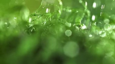 Su damlacıkları mikroyeşilliklere düşer. 1000 fps 'de yüksek hızlı bir kamerayla çekildi. Yüksek kaliteli FullHD görüntüler