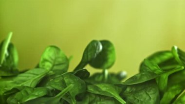 Ispanak yaprakları yukarı uçar ve düşer. 1000 fps 'de yüksek hızlı bir kamerayla çekildi. Yüksek kaliteli FullHD görüntüler