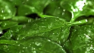 Su damlacıkları ıspanak yapraklarının üzerine düşer. 1000 fps 'de yüksek hızlı bir kamerayla çekildi. Yüksek kaliteli FullHD görüntüler