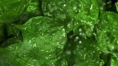 Su damlacıkları ıspanak yapraklarının üzerine düşer. 1000 fps 'de yüksek hızlı bir kamerayla çekildi. Yüksek kaliteli FullHD görüntüler