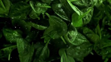 Ispanak yaprakları yukarı uçar ve düşer. 1000 fps 'de yüksek hızlı bir kamerayla çekildi. Yüksek kaliteli FullHD görüntüler