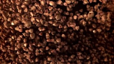 Karabuğday uçar ve düşer. 1000 fps 'de yüksek hızlı bir kamerayla çekildi. Yüksek kaliteli FullHD görüntüler