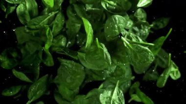 Ispanak yaprakları yukarı uçar ve düşer. 1000 fps 'de yüksek hızlı bir kamerayla çekildi. Yüksek kaliteli FullHD görüntüler