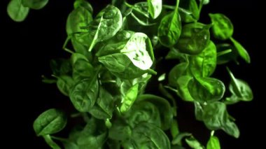 Ispanak yaprakları yukarı uçar ve düşer. 1000 fps 'de yüksek hızlı bir kamerayla çekildi. Yüksek kaliteli FullHD görüntüler